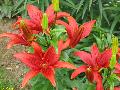 Oriental Lily / Lilium orientalis 